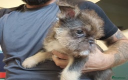 French Bulldog dogs for sale: Fench bulldogs  - Image 10