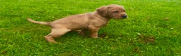 Labrador Retriever dogs for sale: KC LABRADOR PUPPIES - Advert 8