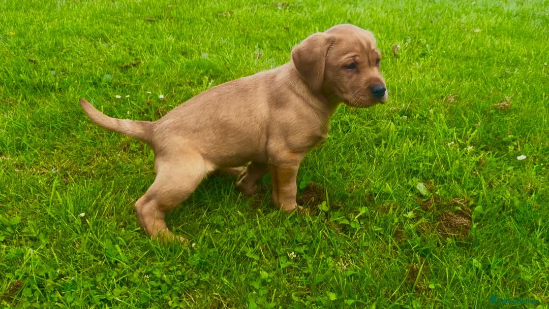 Labrador Retriever dogs for sale: KC LABRADOR PUPPIES - Advert 8