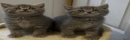 British Shorthair cats for sale: Stunning British shorthaired and longhair kittens  - Advert 10