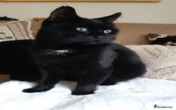 Mixed Breed cats for sale: Lovely Billy is looking for his human ❤ - Image 1