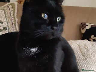 Mixed Breed cats for sale - Advert 1