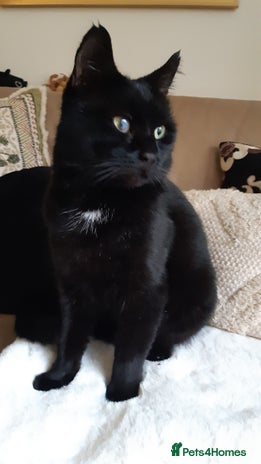 Mixed Breed cats - Advert 7