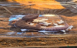 Gecko reptiles for sale: Breeding pair leopard geckos  - Image 6