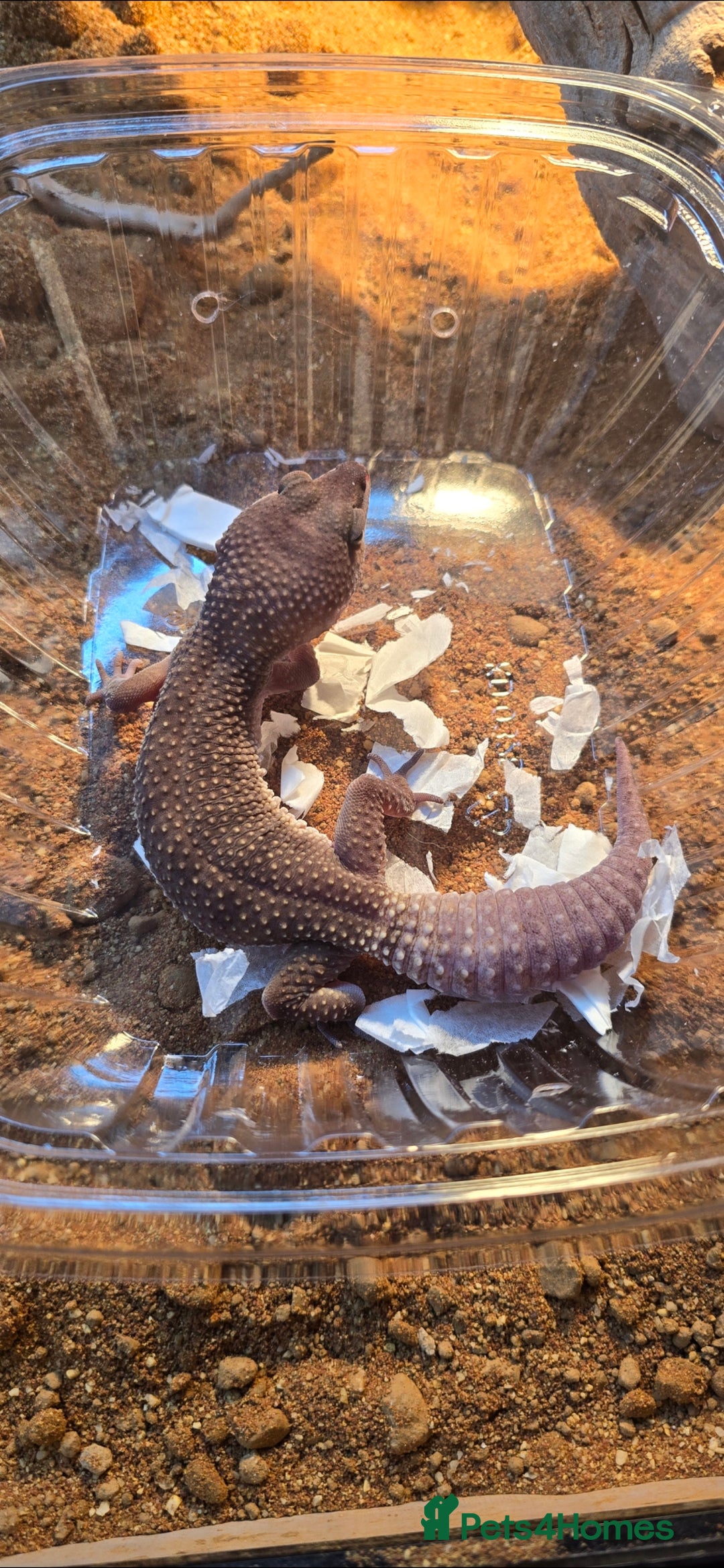 Gecko reptiles for sale: Breeding pair leopard geckos  - Image 6