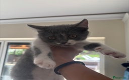 Mixed Breed cats for sale: Ready for new home!  - Image 6