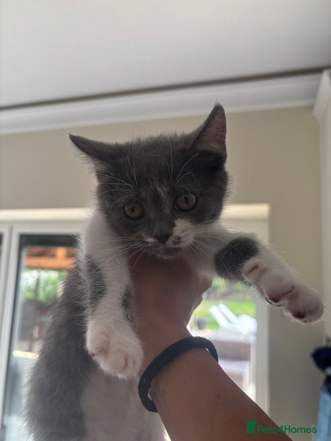 Mixed Breed cats for sale: Ready for new home!  - Image 6