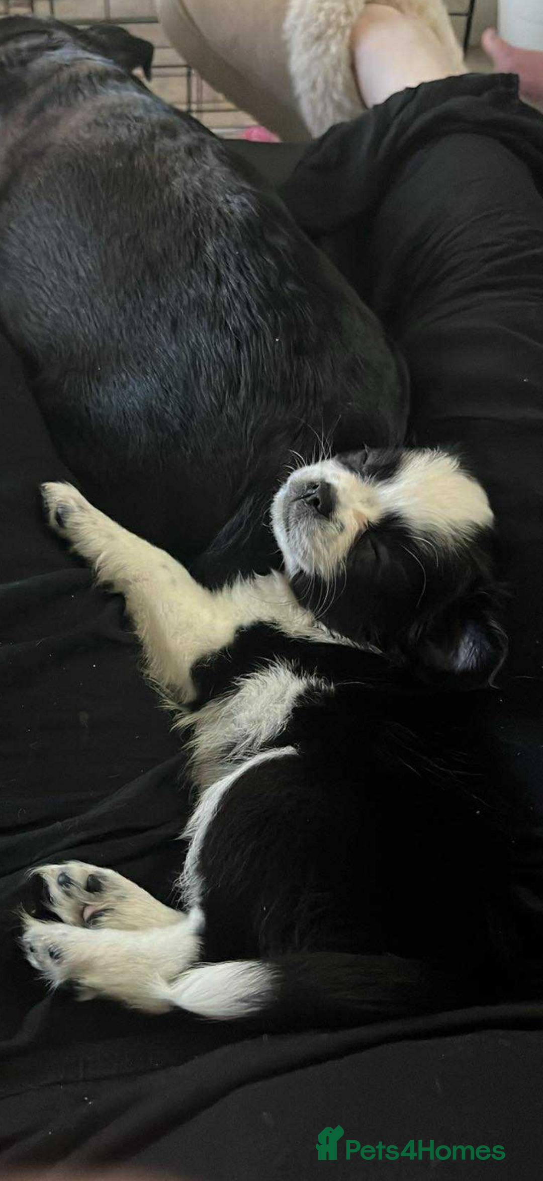 Chug dogs for sale: Chug Puppies For Sale - Advert 3