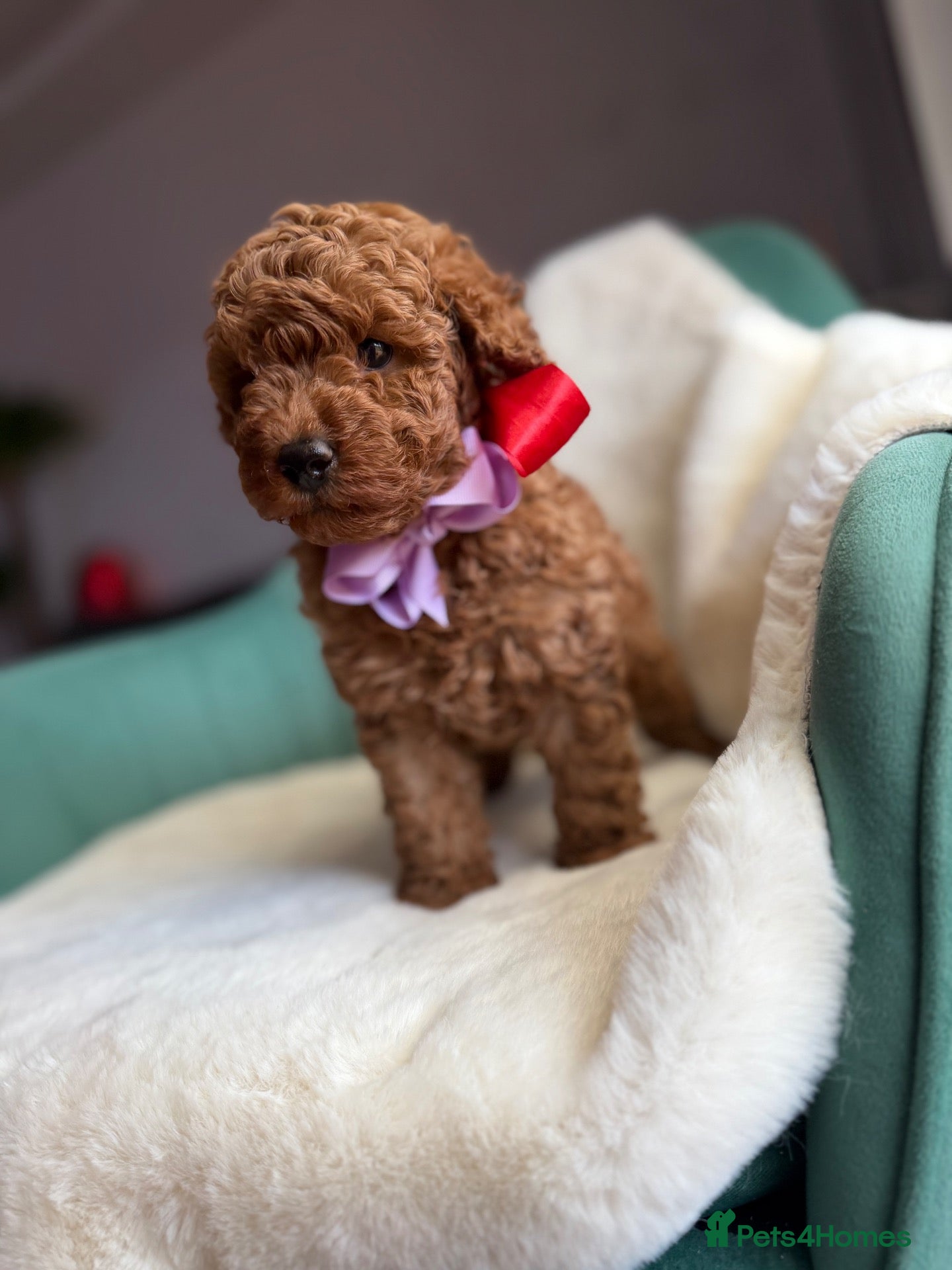 Toy Poodle dogs for sale: Red Toy poodle 🐩❤️ - Advert 1