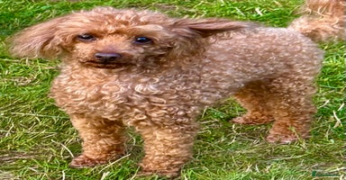 Miniature Poodle dogs - Advert 11
