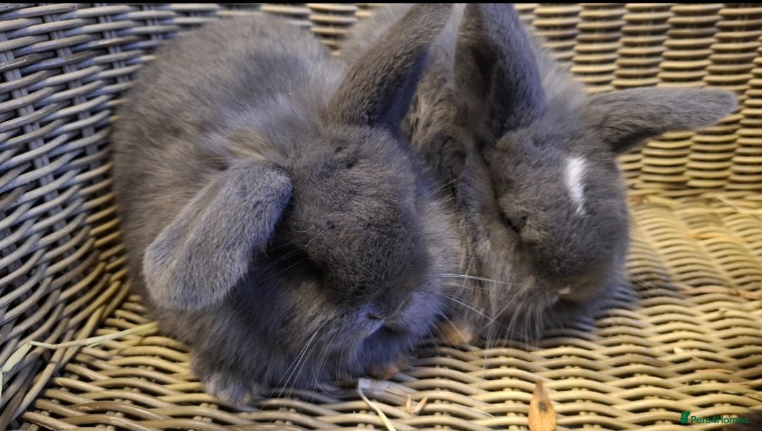 Mini Lop rabbits for sale: Bundle of fluffs ready to be reserved  - Advert 5
