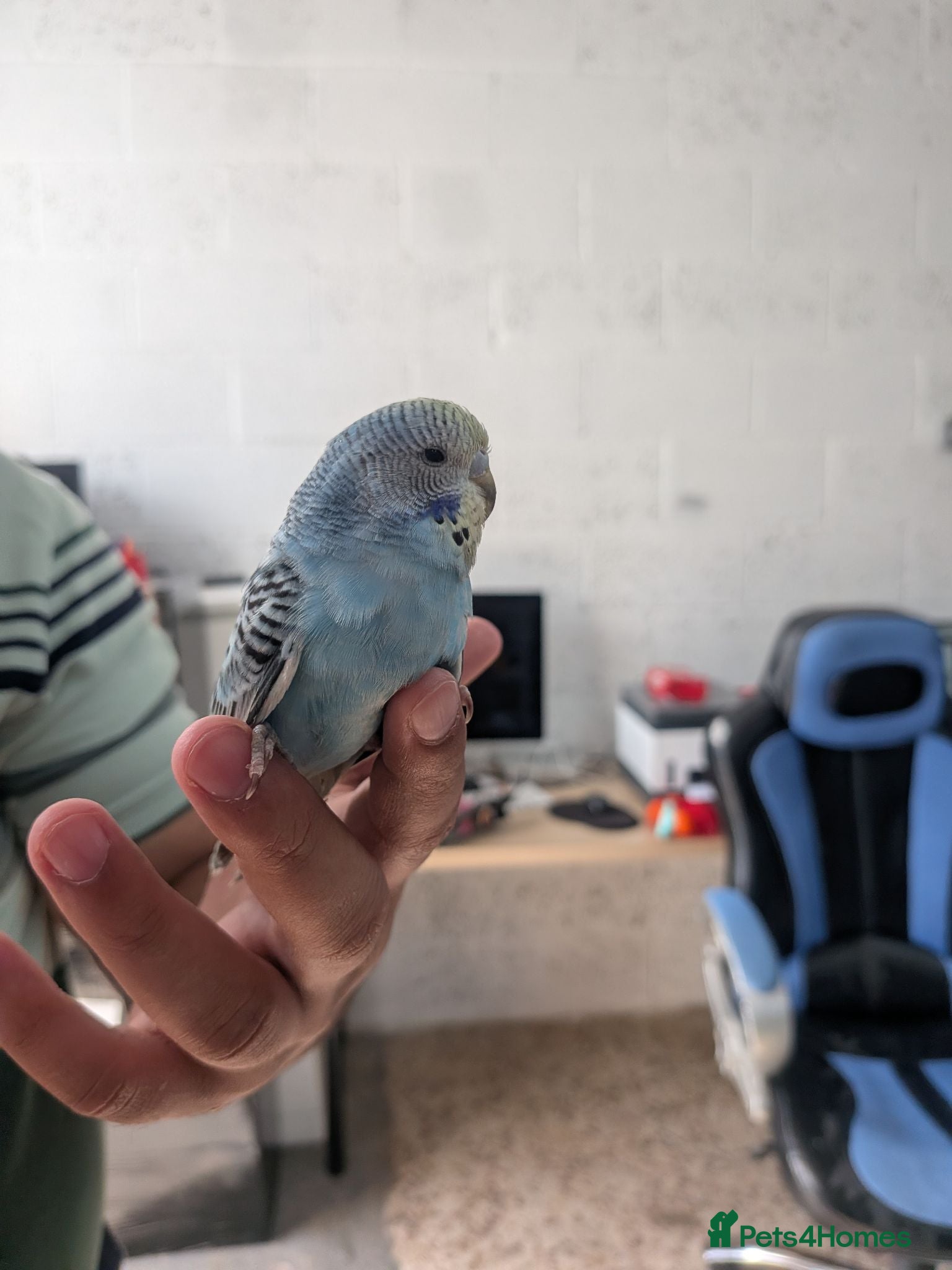 Budgerigars birds 🐦 Beautiful Baby Budgies Available! - Advert 2