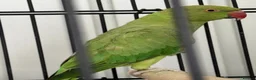Ringnecks birds for sale: Indian Ringneck  in Stoke-on-Trent - Advert 11
