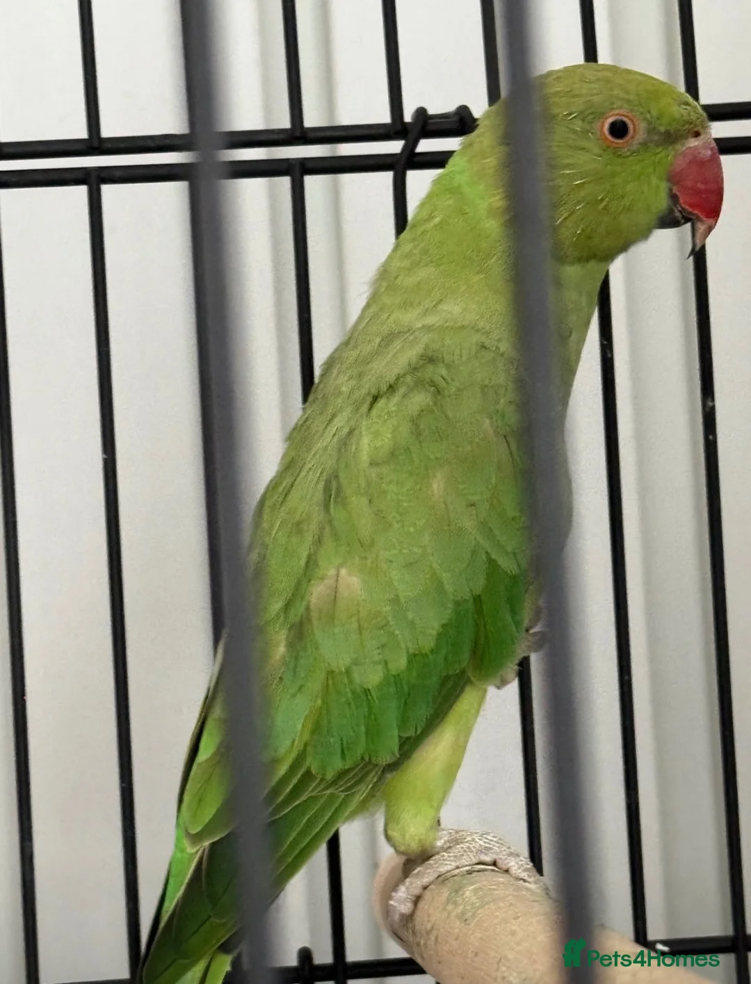 Ringnecks birds for sale: Indian Ringneck  in Stoke-on-Trent - Advert 11
