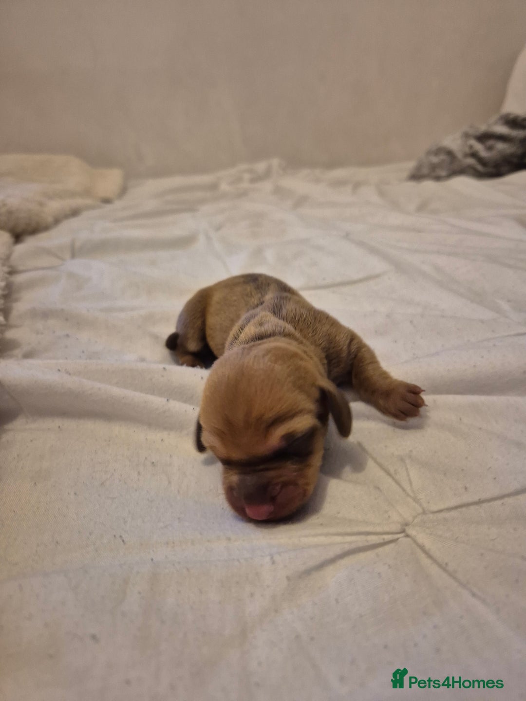 Miniature Dachshund dogs for sale: 🐶 Stunning Miniature Dachshunds ❤️ - Advert 8