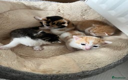 British Shorthair cats for sale: Shorthairs Uk Cat  - Image 4