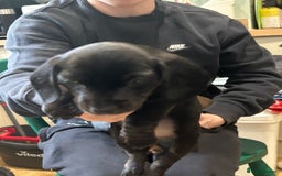 Miniature Dachshund dogs for sale: 🐾 Adorable mini dachshund puppies 🐾 - Image 4