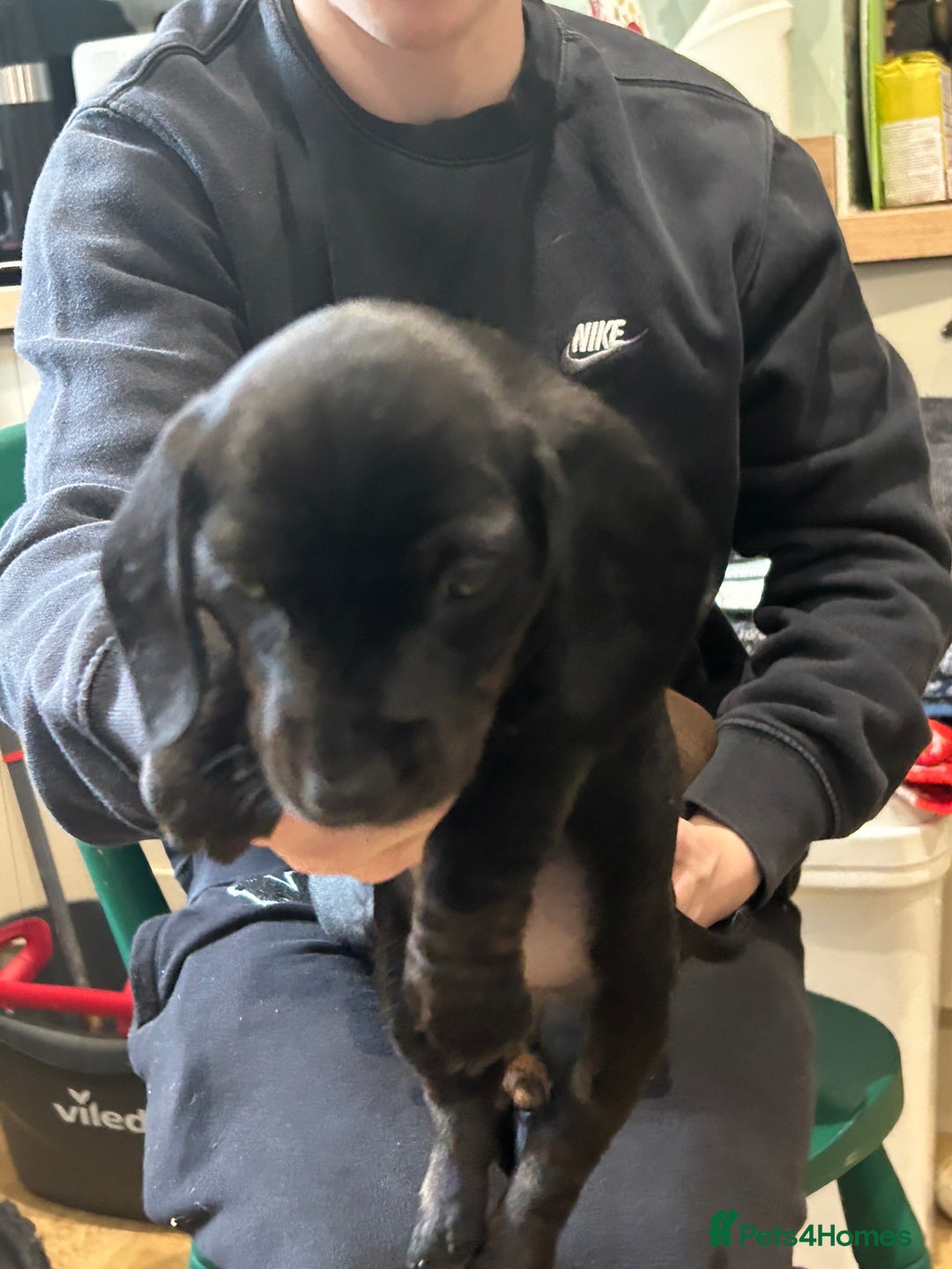 Miniature Dachshund dogs for sale: 🐾 Adorable mini dachshund puppies 🐾 - Image 4