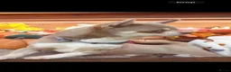 Chihuahua dogs for sale: Beautiful chihuahuas in Badminton - Advert 17