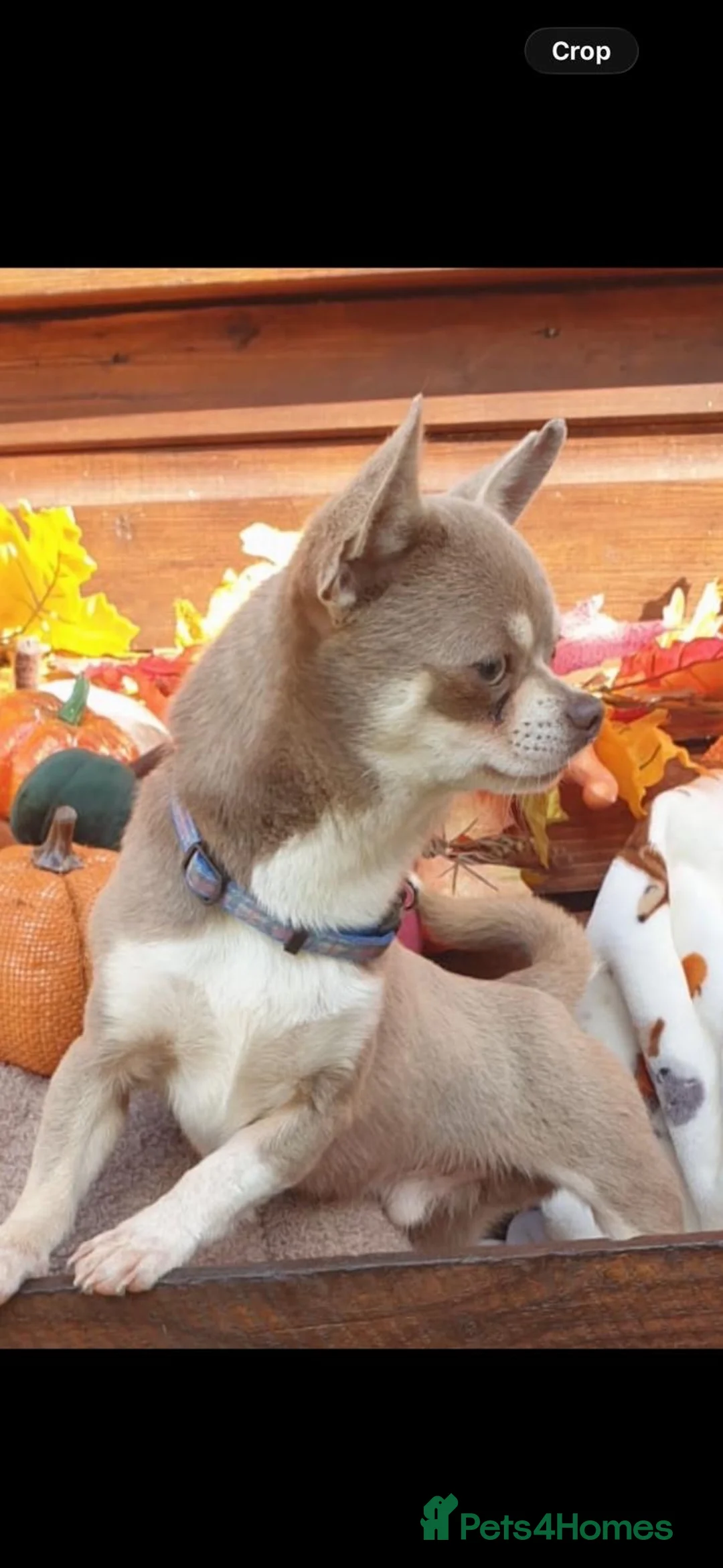 Chihuahua dogs for sale: Beautiful chihuahuas in Badminton - Advert 17