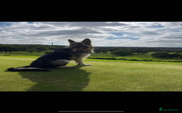 German Shepherd dogs for sale: Gorgeous German Shepherd puppies - Image 15