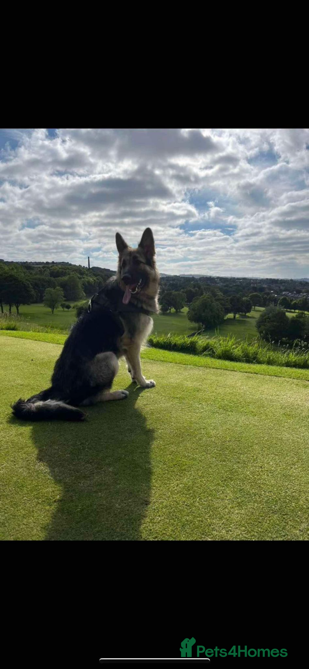 German Shepherd dogs for sale: Gorgeous German Shepherd puppies - Image 15