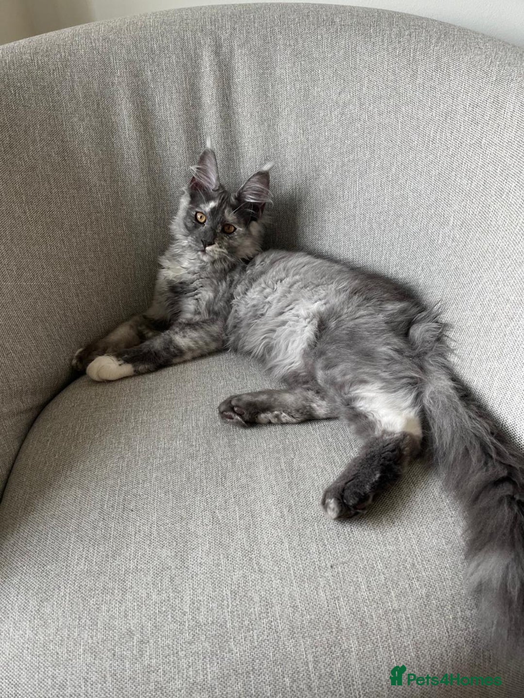 Maine Coon cats for sale: Exceptional Maine Coon Looking for Caring Family - Advert 7