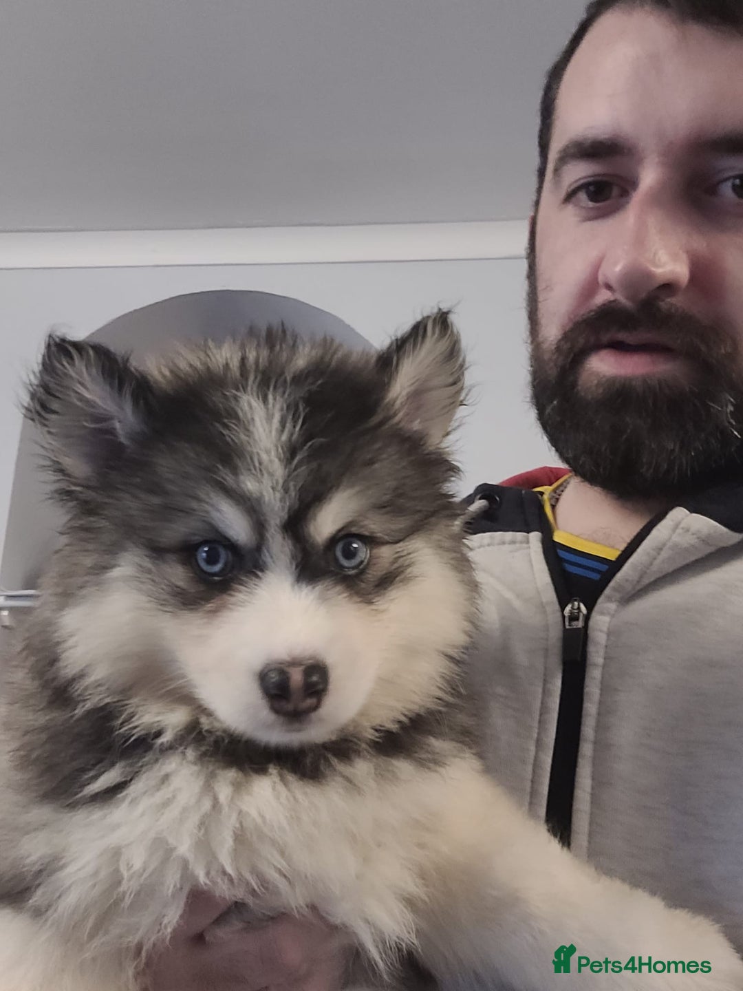 Pomsky dogs for sale: Pomsky Puppies - Advert 1