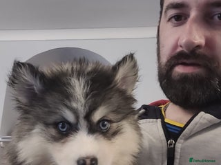 Pomsky dogs - Advert 1