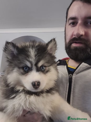 Pomsky dogs - Advert 3