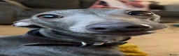 Italian Greyhound dogs for sale: Beautiful KC Registered Italian greyhounds - Advert 6
