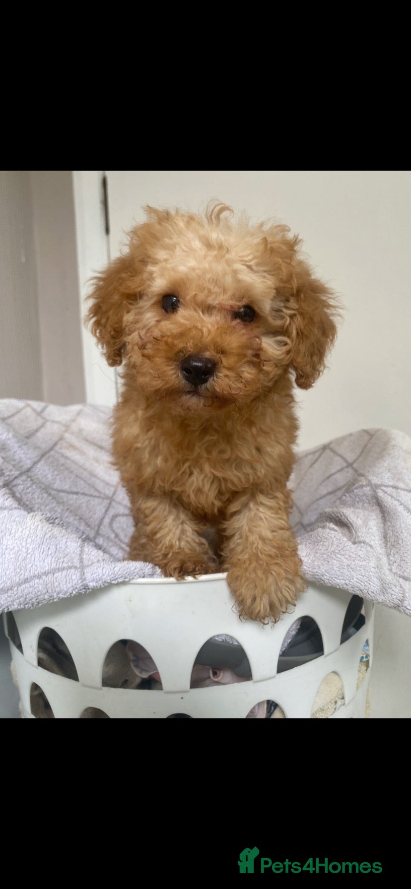 Toy Poodle dogs Toy poodle puppy  - Advert 9