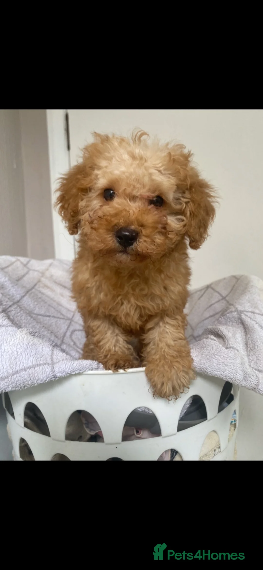 Toy Poodle dogs for sale: Toy poodle puppy  - Advert 1