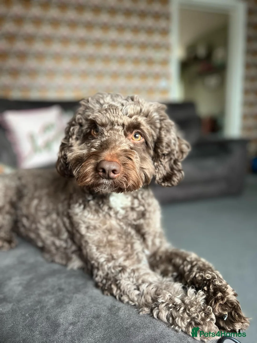 Cockapoo dogs for stud: PROVEN Chocolate brown cockapoo for stud in Boston - Advert 8