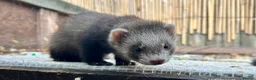 Ferret rodents for sale: Working strain hob ferrets  - Advert 5