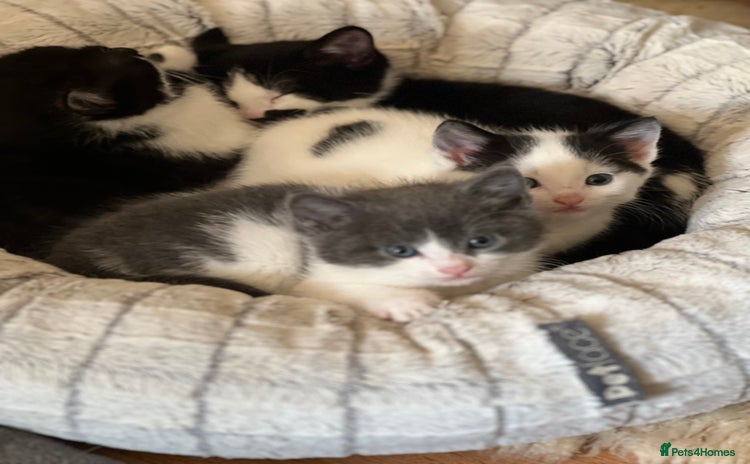 Domestic Shorthair cats - Advert 2