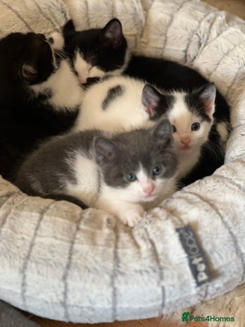 Domestic Shorthair cats - Advert 2