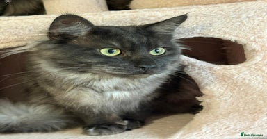 Maine Coon cats - Advert 11