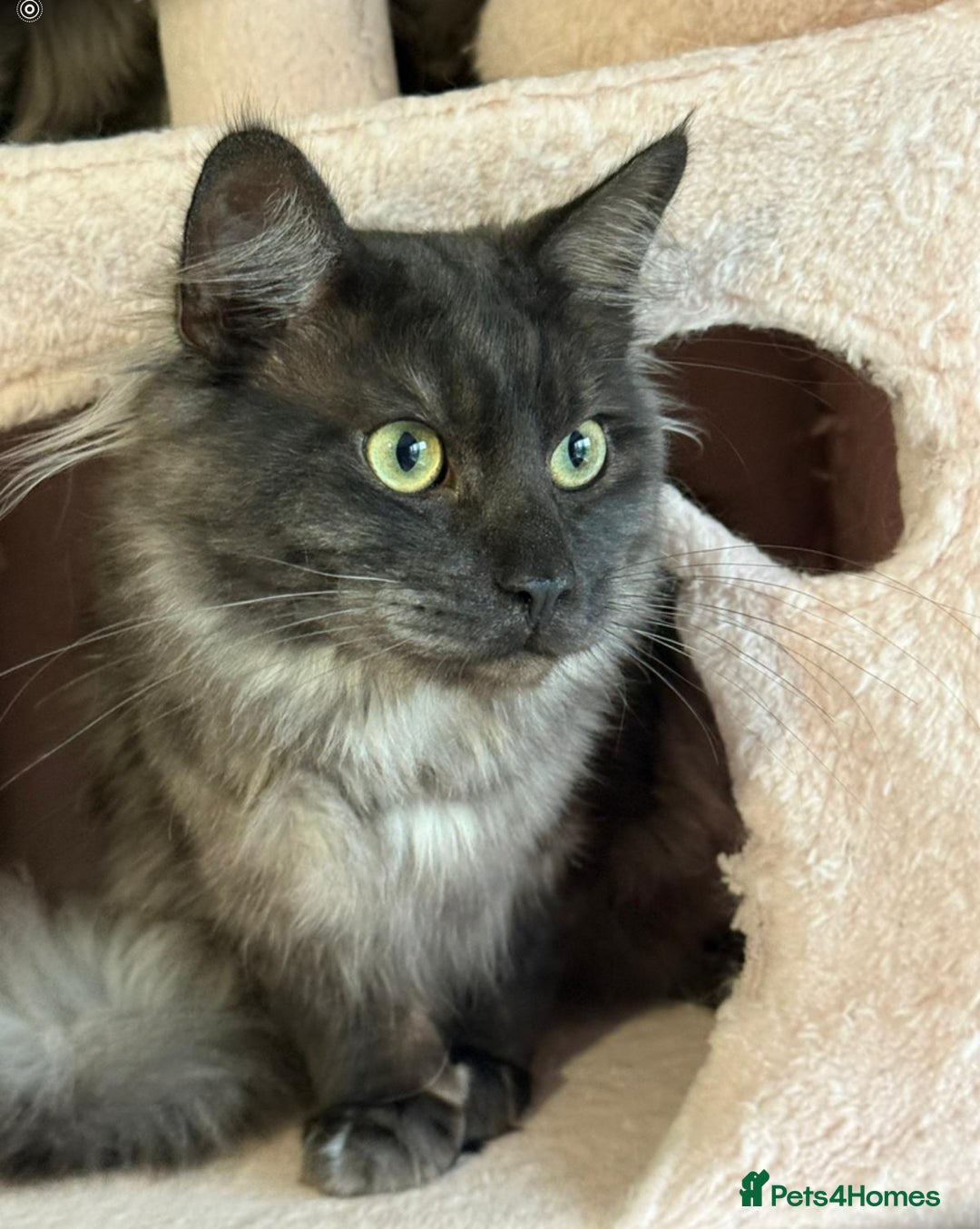 Maine Coon cats for sale: Maincoon Boy 9 Months Old  - Image 3