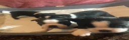 Boston Terrier dogs for sale: 3 female Boston Terrier ready to go - Advert 3
