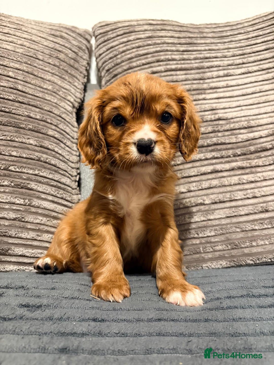 Cavalier King Charles Spaniel dogs for sale: Chocolate carriers kc  - Advert 4