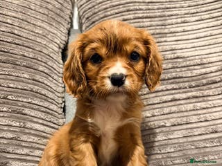 Cavalier King Charles Spaniel dogs Chocolate carriers kc - Advert 3