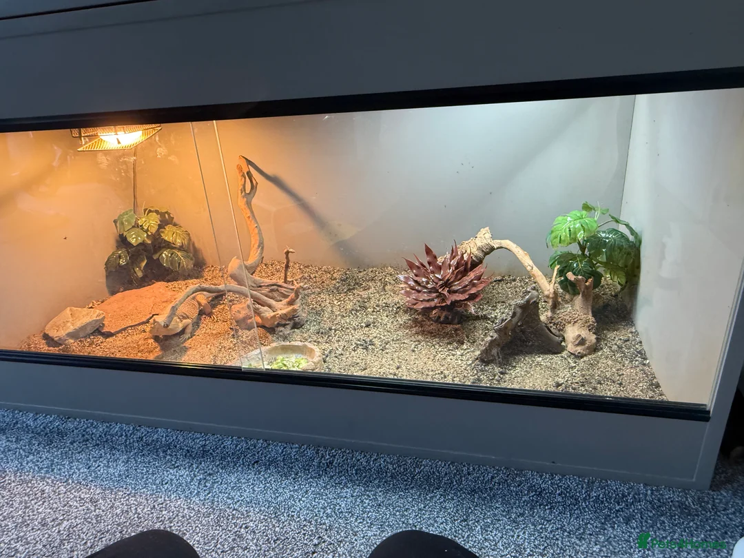 Bearded Dragon reptiles for sale: Male zero bearded dragon - Advert 2