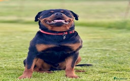 Rottweiler dogs for stud: Male for stud - Image 2