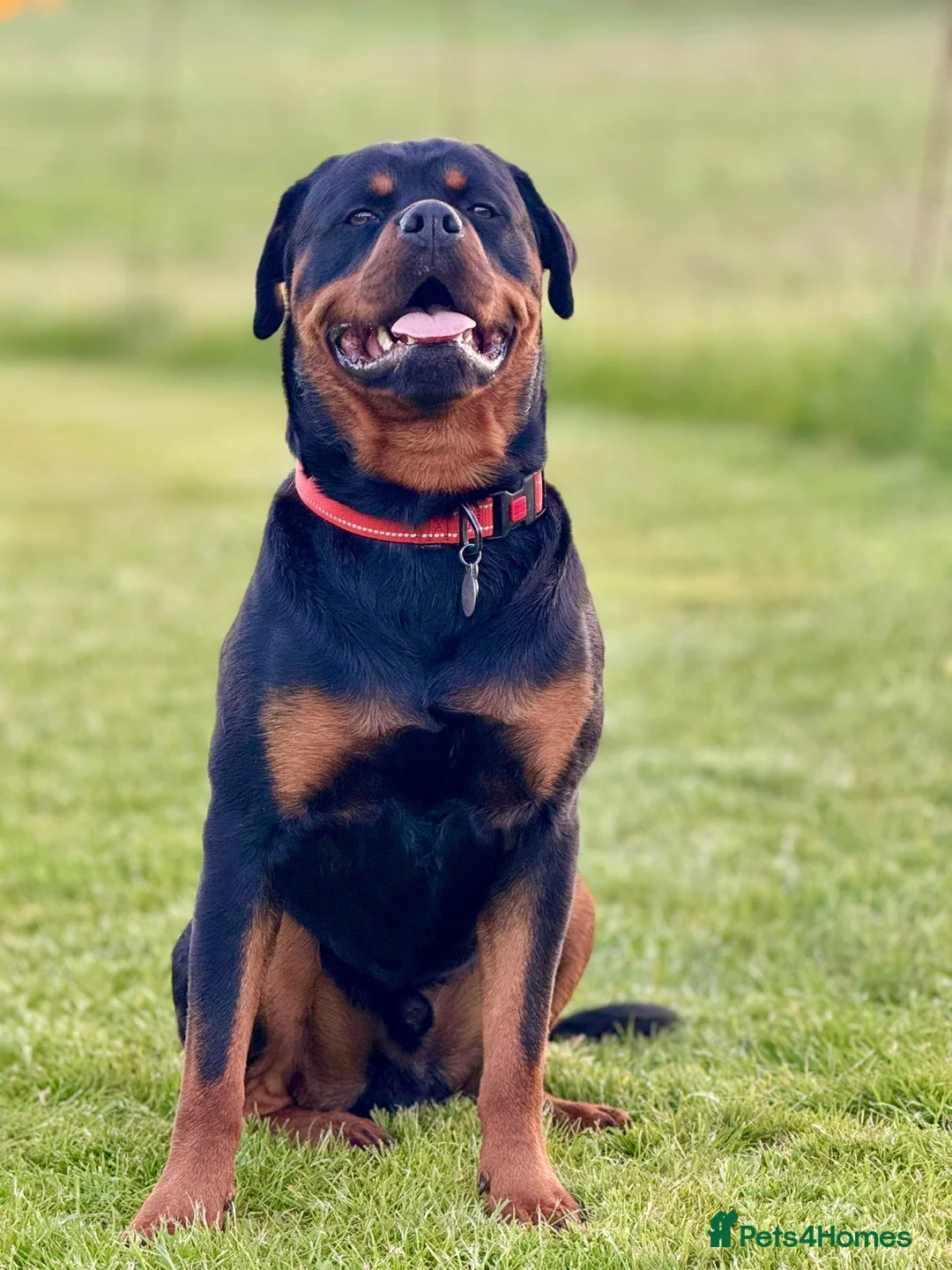 Rottweiler dogs for stud: Health tested KC champion bloodline stud - Advert 2
