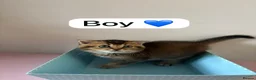 Scottish Fold cats for sale: Scottish Fold boys and girls ready to rehome  - Advert 3
