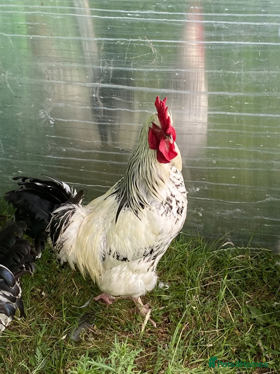 Chickens poultry for sale: Large Fowl Light Sussex Breeding Chicken 5 Birds - Advert 2