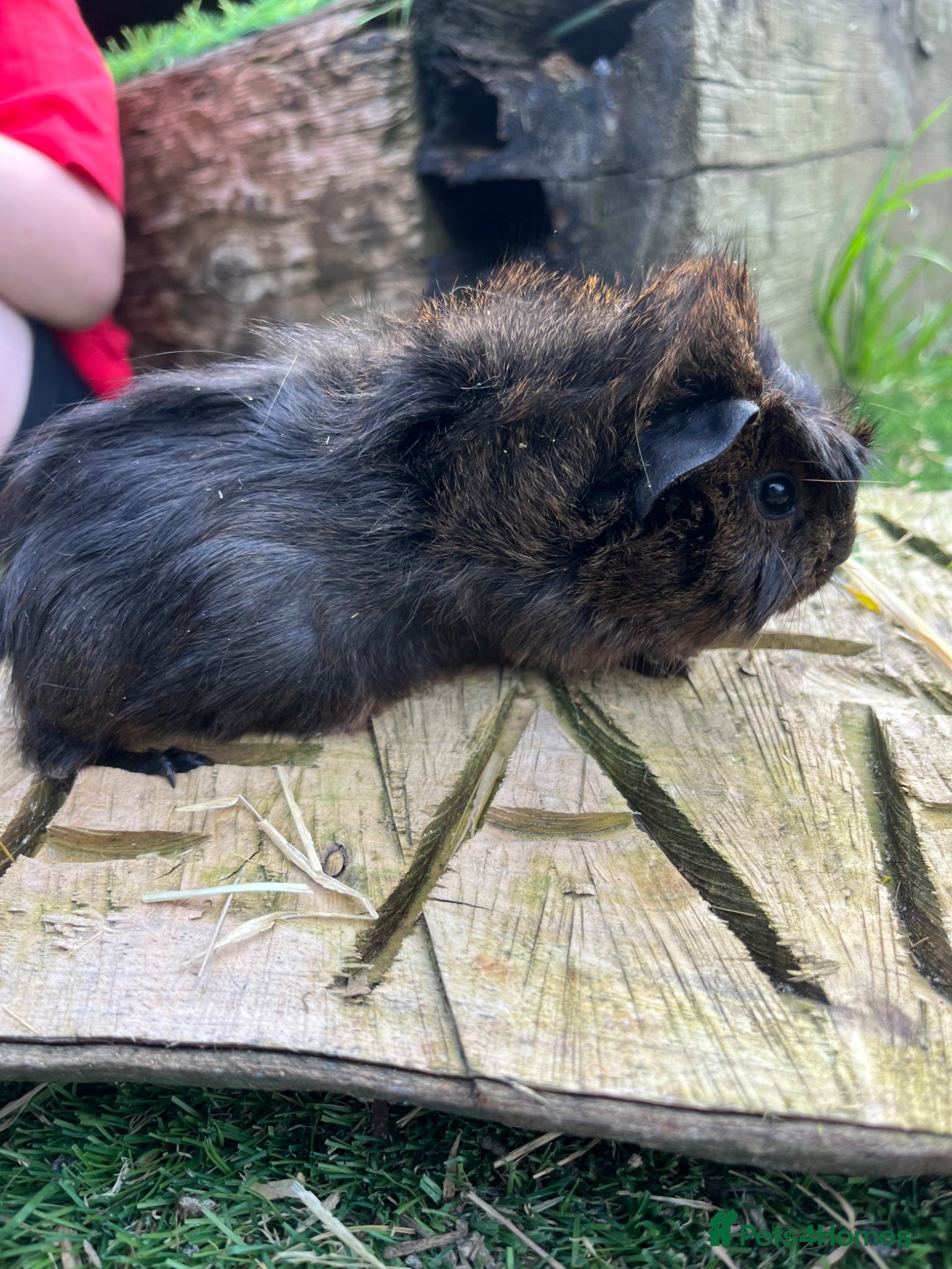 Guinea Pig rodents Fancy Guinea Pigs  - Advert 16