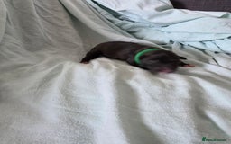 Staffordshire Bull Terrier dogs for sale: STAFFORDSHIRE BULL TERRIOR PUPPIES - Image 9