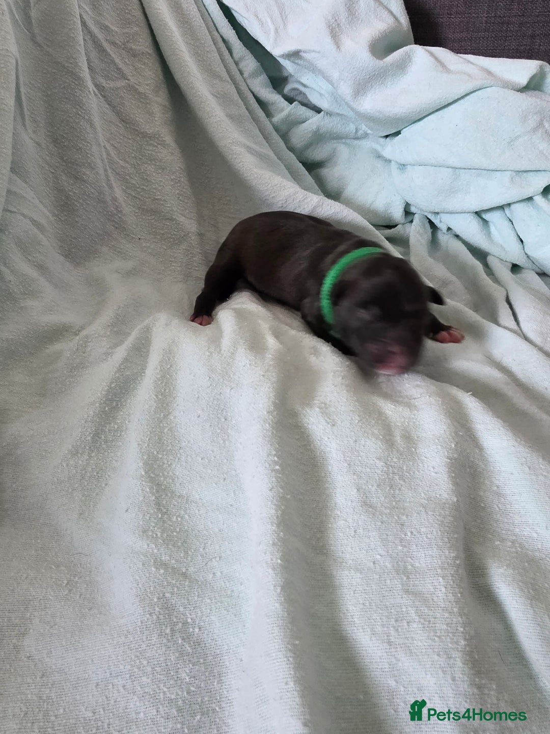 Staffordshire Bull Terrier dogs for sale: STAFFORDSHIRE BULL TERRIOR PUPPIES - Image 9